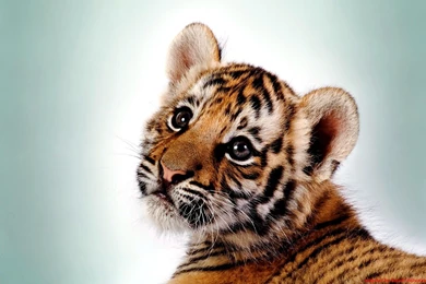 Cute Baby Tiger Wallpaper Images