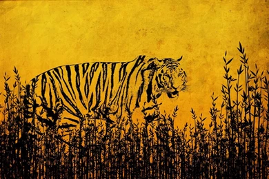 Tiger ♥ ~   Tigers Wallpapers (10309349)   Fanpop