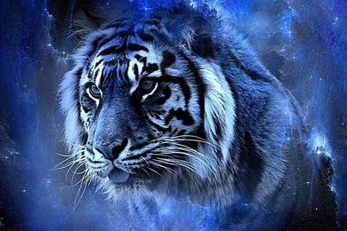 Tiger Wallpaper_hd Wallpaper_download Free Wallpapers