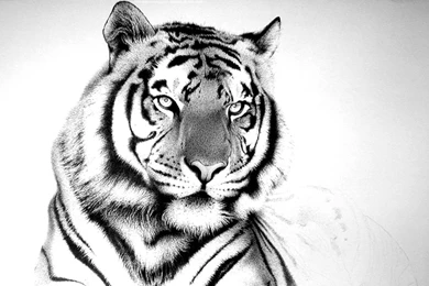 Funny white tiger pictures wallpaper.jpg
