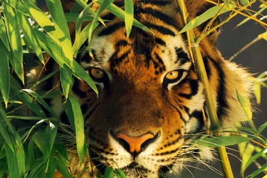 Top Wallpapers Desktops Tigers Images For Pinterest