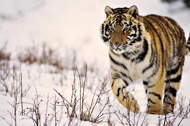 Tiger Wallpaper_hd Wallpaper_download Free Wallpapers