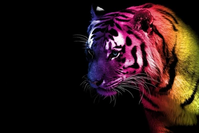 Tiger Wallpaper_hd Wallpaper_download Free Wallpapers