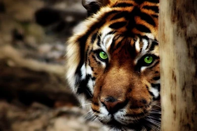 Tiger Wallpaper_hd Wallpaper_download Free Wallpapers