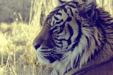 Hd Tiger Wallpapers GRS18