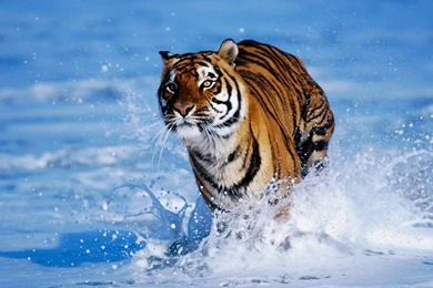 Tiger Wallpapers For Laptop GRS30