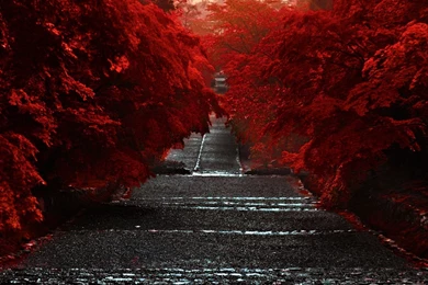 Japanese Wallpaper_hd Wallpaper_download Free Wallpapers