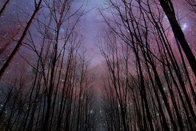 Wither Trees Towards Shiny Starry Sky iPhone 6 Wallpapers Download ...