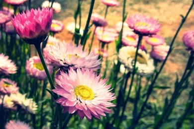 Incredible Desktop Wallpapers By TheMobileStuff 49   1280 X 720 ...