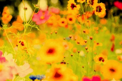 Pink iPad Air Wallpapers