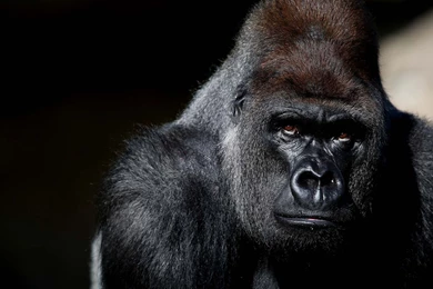87 Gorilla HD Wallpapers