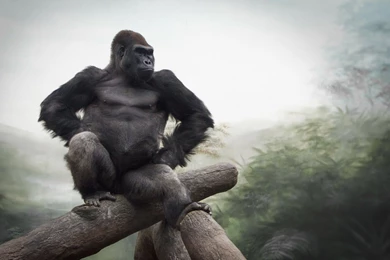 87 Gorilla HD Wallpapers