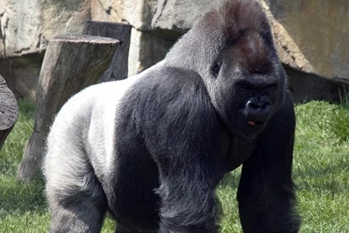 Gorilla Wallpapers And Backgrounds Animals Town