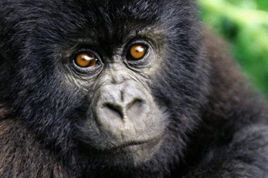 Full HD 1080p Gorilla Wallpapers HD, Desktop Backgrounds 1920x1080