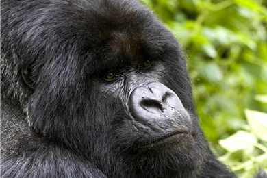 Free Gorilla Wallpapers   Animals Town