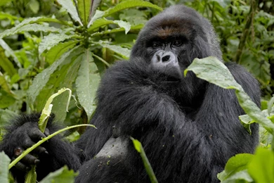 Gorilla Wallpapers   Animals Town