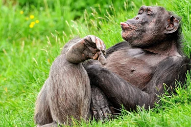 Gorilla Computer Wallpapers, Desktop Backgrounds