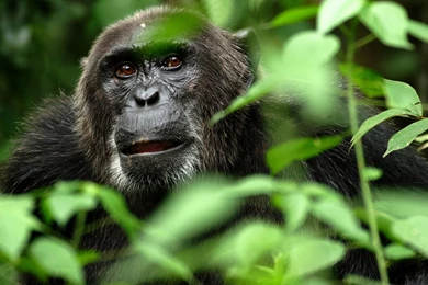 Gorilla Computer Wallpapers, Desktop Backgrounds