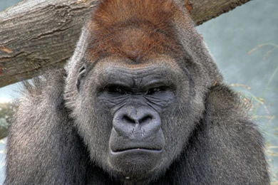 87 Gorilla HD Wallpapers