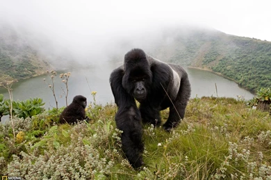 Silverback Gorillas Photo, Animals Wallpapers   National Geographic ...