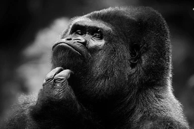 Thinking Gorilla Wallpapers Animal Wallpapers