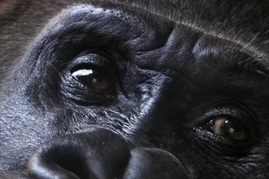 Wallpapers Eyes Of Gorilla   1366 X 768   Animals Pets Puppies ...