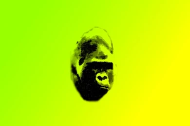 1280x800 Gorilla Desktop PC And Mac Wallpapers