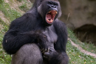 Download Wallpapers 2048x2048 Gorilla, Black, Monkey New iPad Air ...