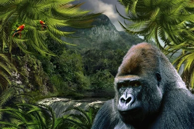 Gorilla Computer Wallpapers, Desktop Backgrounds