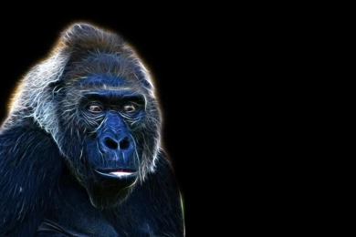 Gorilla Wallpapers >> Backgrounds With Quality HD