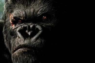 King Kong Gorillas Wallpapers