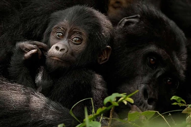 Baby Gorilla   Wallpaper.