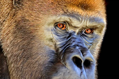 Endangered Mountain Gorillas. ALL About Gorrilas. Rwanda Safari.