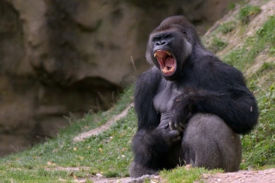 Images HD Animal Wallpapers