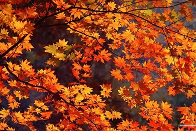 Autumn Desktop Wallpapers Widescreen : From Me To Your Desktop