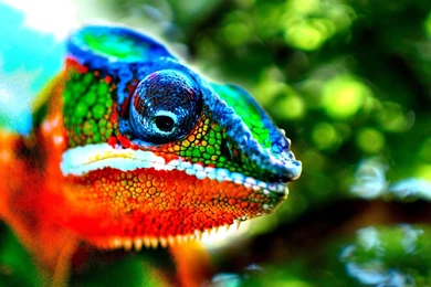 118 Chameleon HD Wallpapers