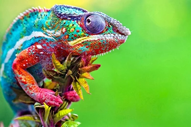 118 Chameleon HD Wallpapers