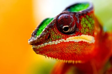 Chameleon Wallpapers