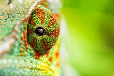 Chameleon Wallpapers   Animal Wallpapers