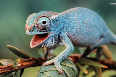 Cute Chameleon Wallpapers   Animal Wallpapers
