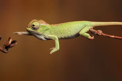 Chameleon Wallpapers   Animal Wallpapers