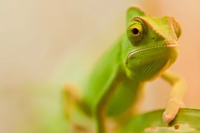 Green Chameleon Wallpapers