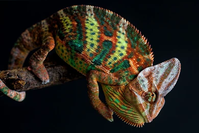 118 Chameleon HD Wallpapers
