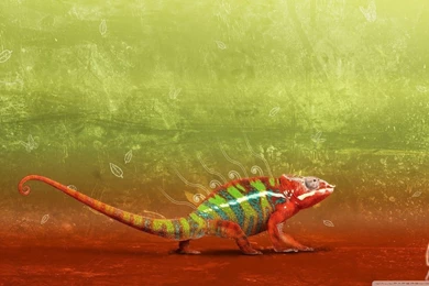 Colorful Chameleon HD Desktop Wallpapers : Widescreen : High ...
