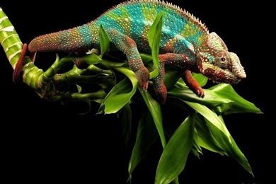 Chameleon Wallpapers
