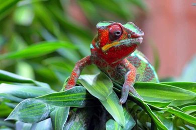 Chameleon Wallpapers Animal Wallpapers