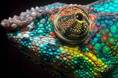 Chameleon Wallpapers