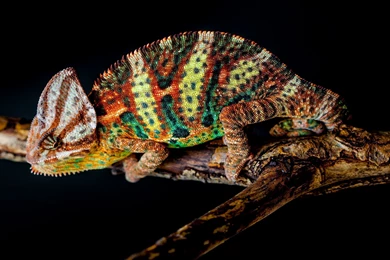 118 Chameleon HD Wallpapers