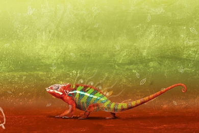 Chameleon Widescreen Wallpapers