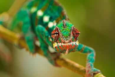 Cool Chameleon Wallpapers Fullscreen